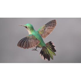 Hummingbird 3D model